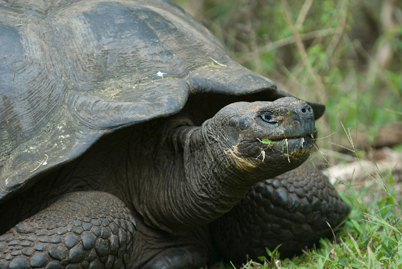 Enjoy seeing Galapagos Tortoises in their natural habitat. 