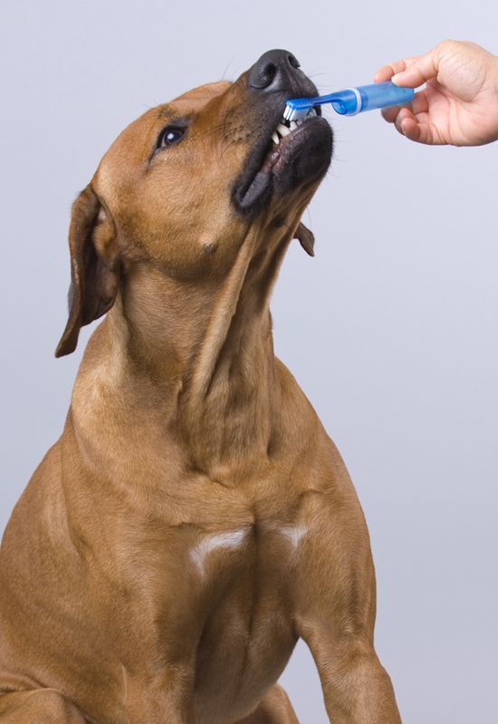 Did you know you can use your old toothbrush to clean your dogs teeth?