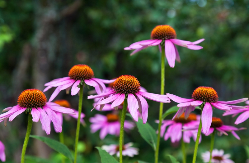 The echinacea herb is perfect to help seniors in retirement keep up their immunity!