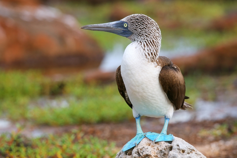 Blue-footed boobies and other birds in the Galapagos Islands are vibrant and beautiful.
