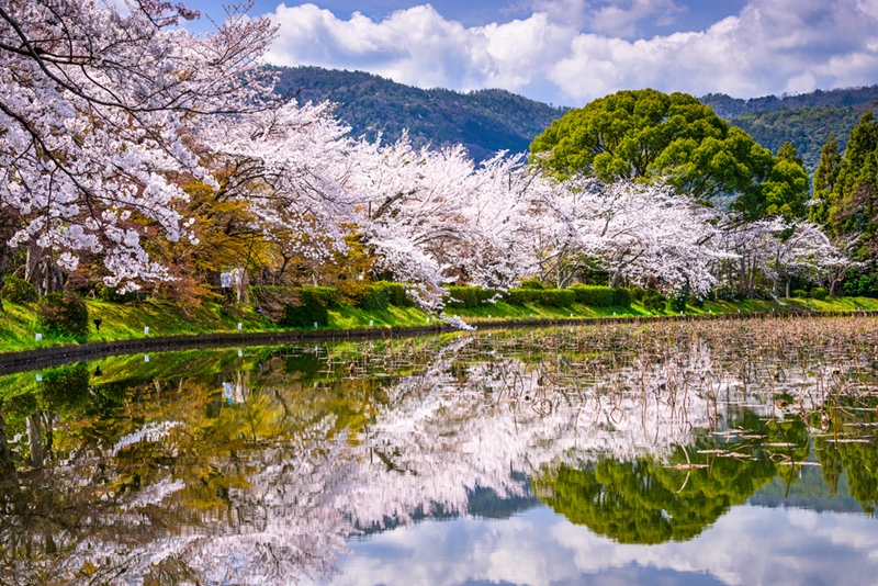 Kyoto is a great place to see the sakura, or cherry blossoms. 
