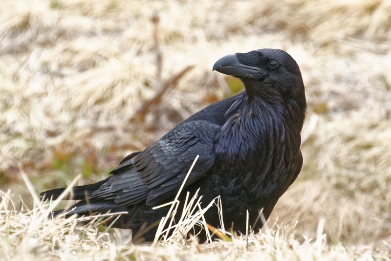 The common raven is an important bird to native Alaskans.