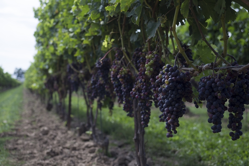 From vine to table, DeBortoli is bringing viticultural excellence to all of Australia with the help of Rhino.