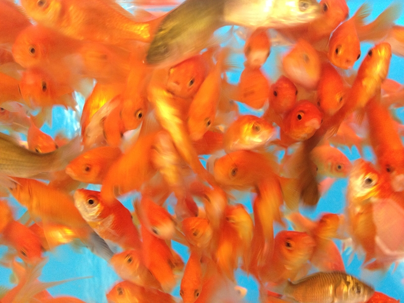 We now have a shorter attention span then goldfish - so your presentation needs to be visually stunning to stand out. 